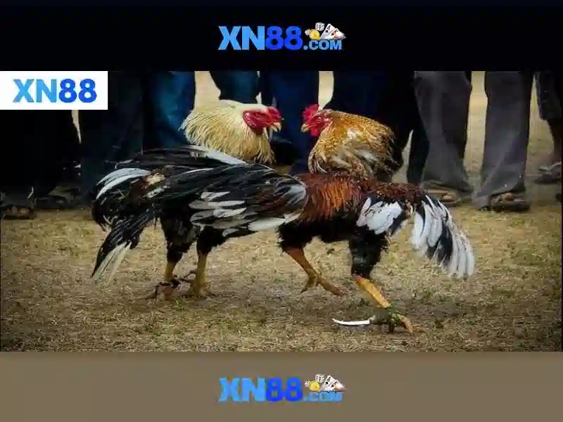 Tổng quan về xn88 win