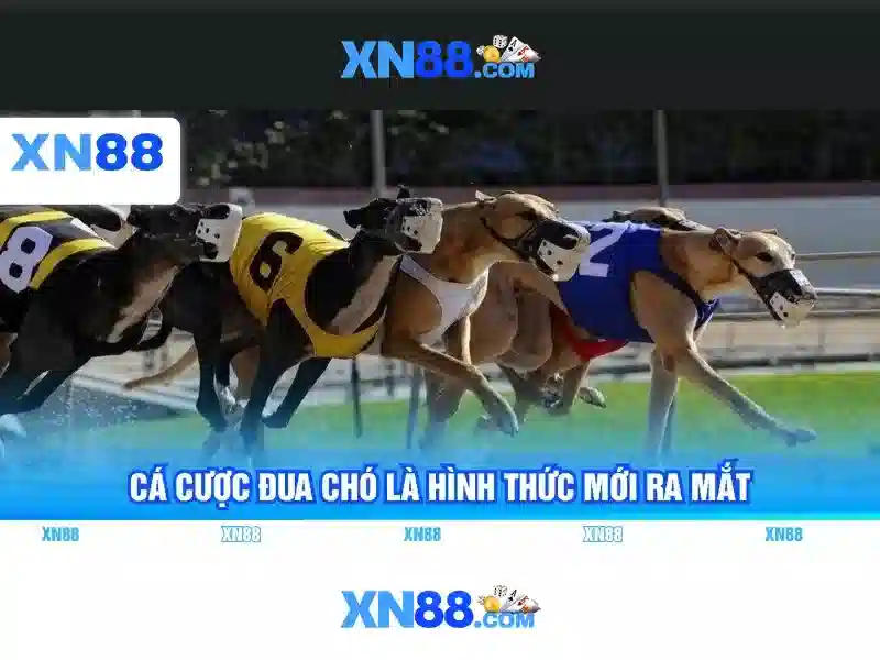 xn88 - Tổng quan và những tính năng nổi bật Go88