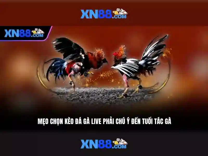 xn88: Nền tảng trực tuyến cho trò chơi và cược Go88